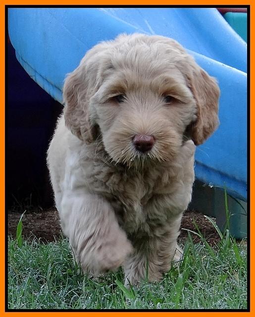 Emmie Gus pups 7 wks old 341