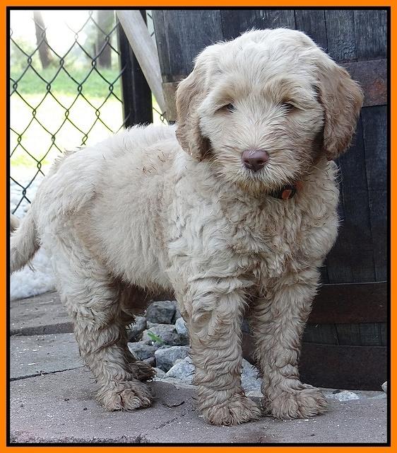 Emmie Gus pups 7 wks old 351