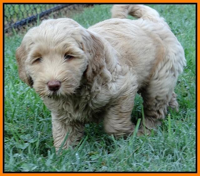 Emmie Gus pups 7 wks old 361