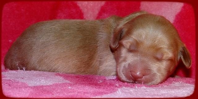 Emmie Gus pups 1 wk old 063