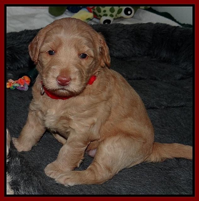 Emmie Gus pups 3 wks old 006