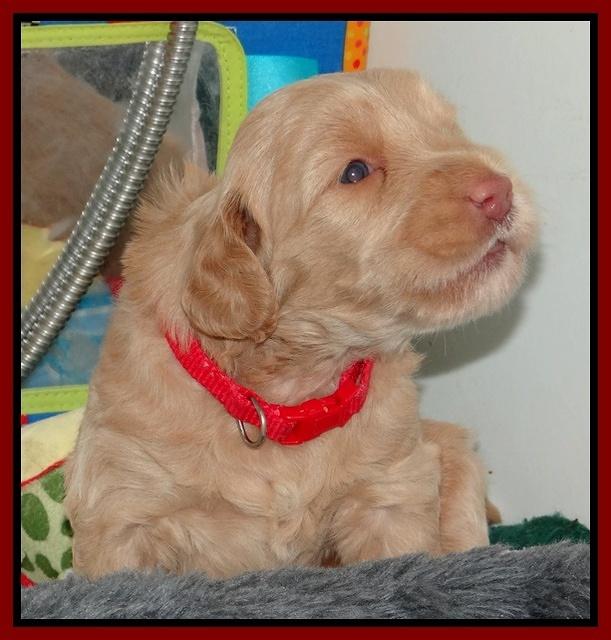 Emmie Gus pups 3 wks old 017