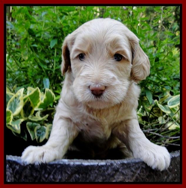Emmie Gus pups 4 wks old 058