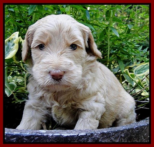 Emmie Gus pups 4 wks old 064