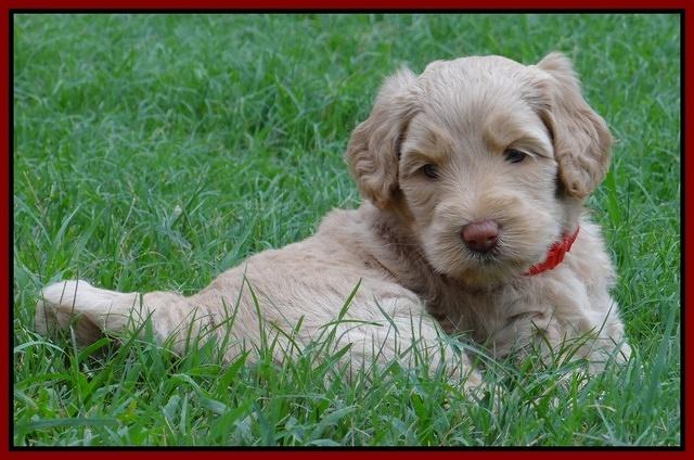 Emmie Gus pups 5 wks old 371