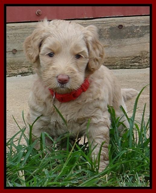 Emmie Gus pups 5 wks old 411