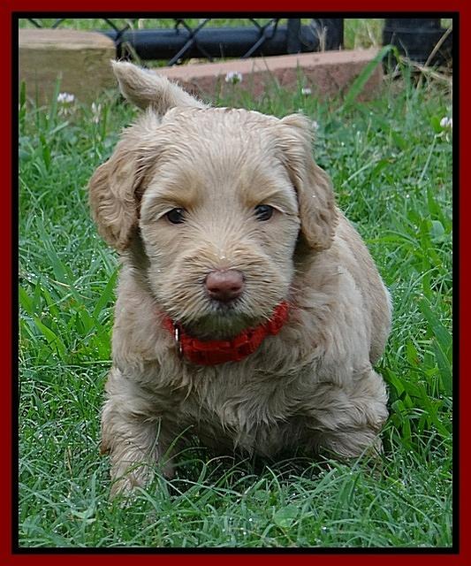 Emmie Gus pups 5 wks old 431