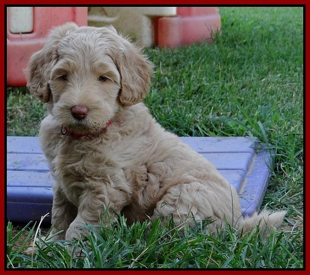 Emmie Gus pups 6 wks old 371
