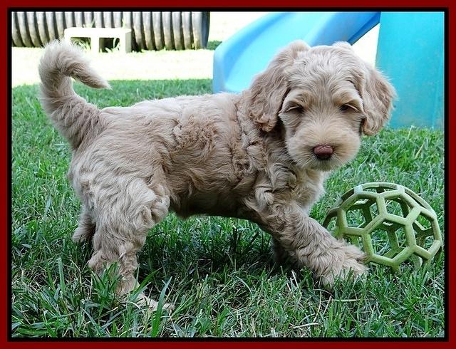 Emmie Gus pups 6 wks old 381