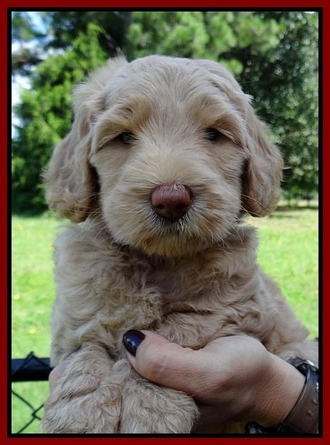 Emmie Gus pups 6 wks old 391