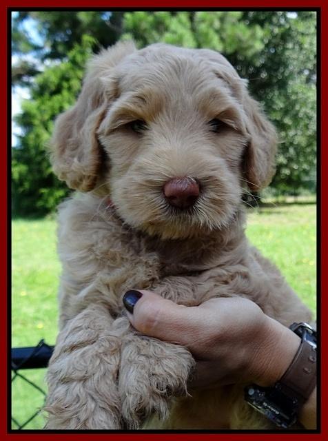 Emmie Gus pups 6 wks old 401