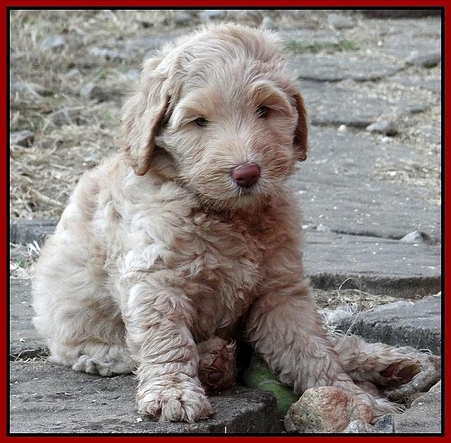 Emmie Gus pups 7 wks old 381