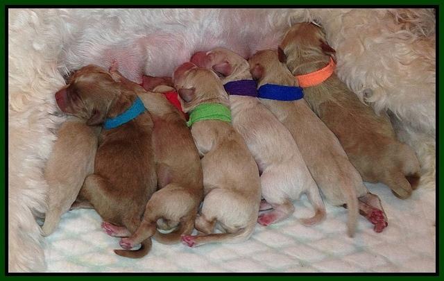 Em Gus pups newborn group 5