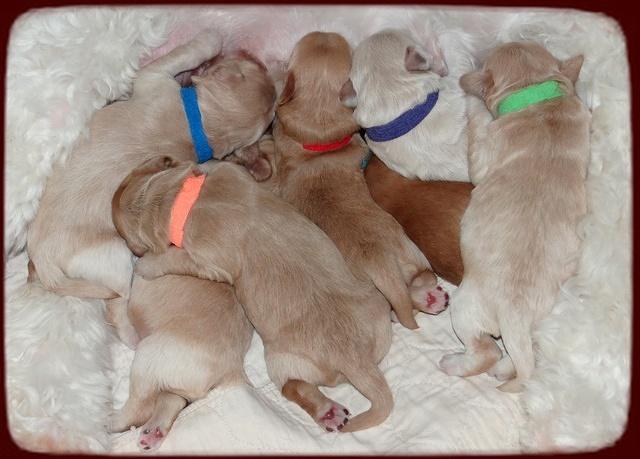 Emmie Gus pups 1 wk old 078