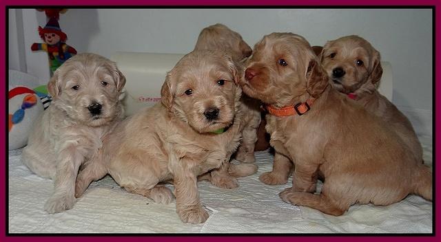 Emmie Gus pups 3 wks old 009