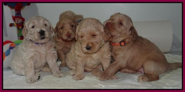 Emmie Gus pups 3 wks old 012