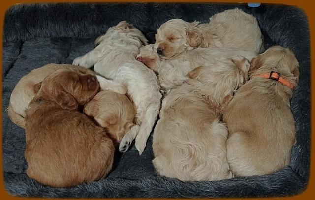 Emmie Gus pups 3 wks old 068