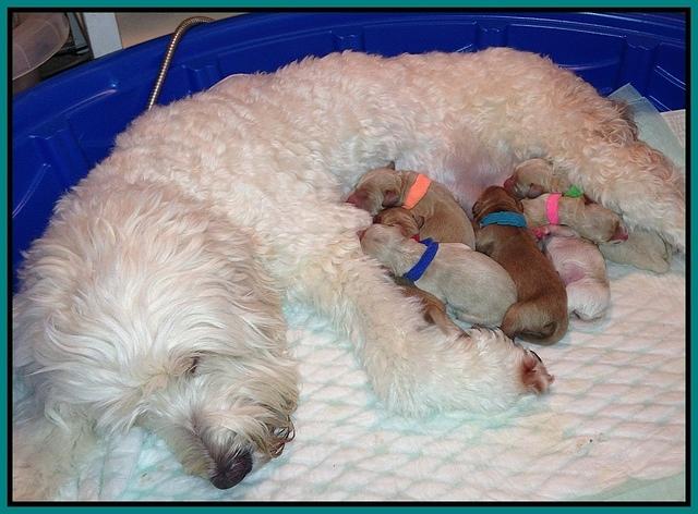 Emmie Gus pups newborn 1