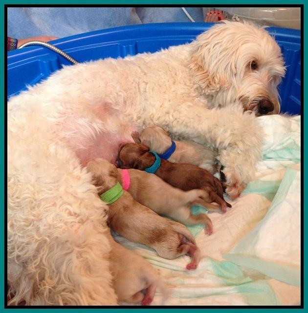 Emmie gus pups first 5