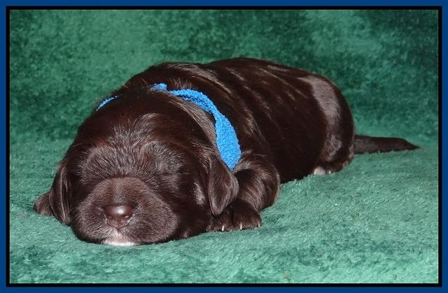 Paris Gus pups 1 wk old 012