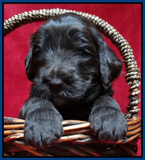 Paris Gus pups 3 wks old 051