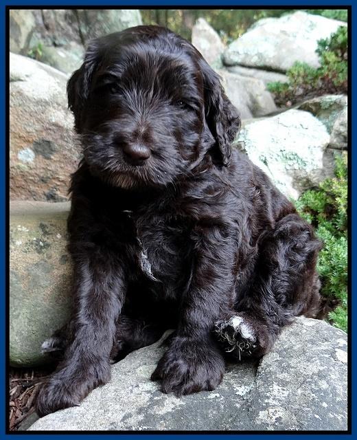 Paris Gus pups 4 wks old 005