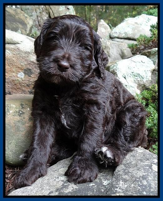 Paris Gus pups 4 wks old 006