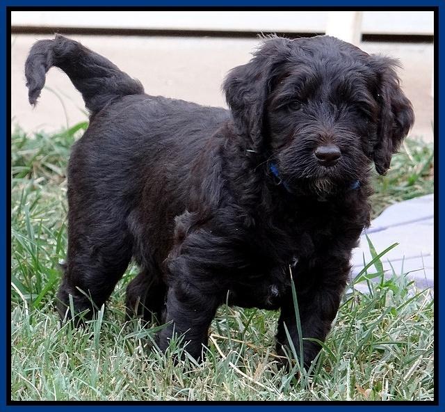 Paris Gus pups 5 wks old 11