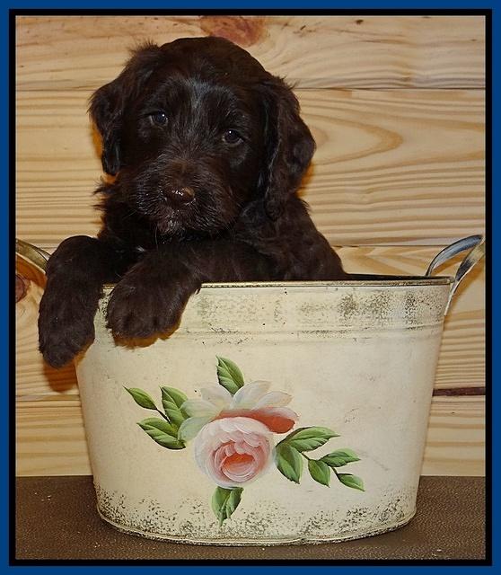 Paris Gus pups 5 wks old 21