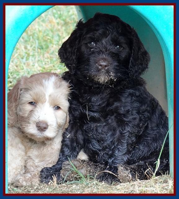 Paris Gus pups 6 wks old 112