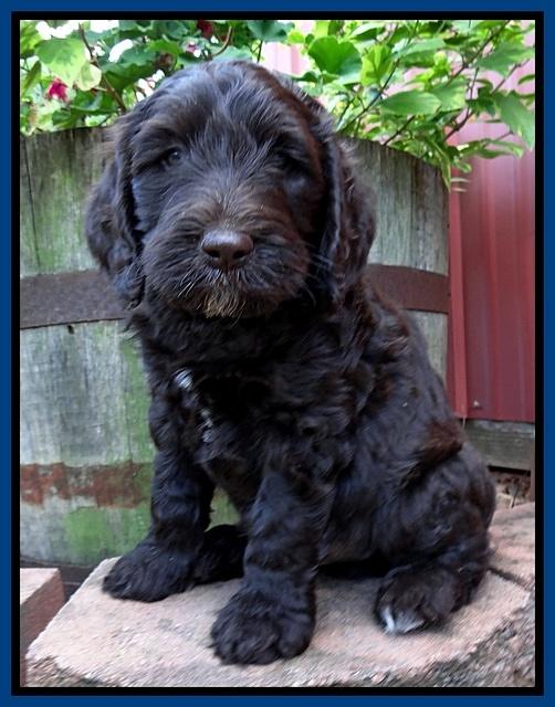 Paris Gus pups 6 wks old 13