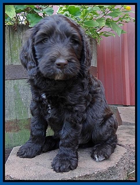 Paris Gus pups 6 wks old 23