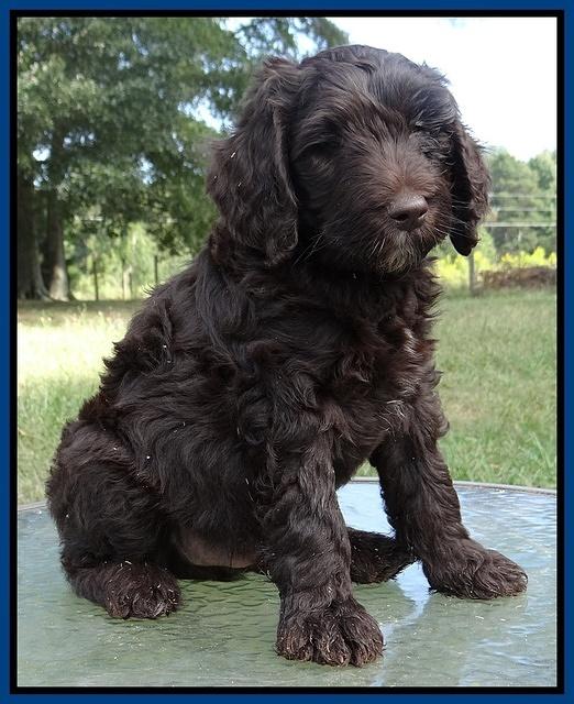 Paris Gus pups 7 wks old 11