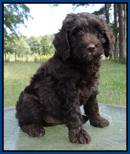 Paris Gus pups 7 wks old 31