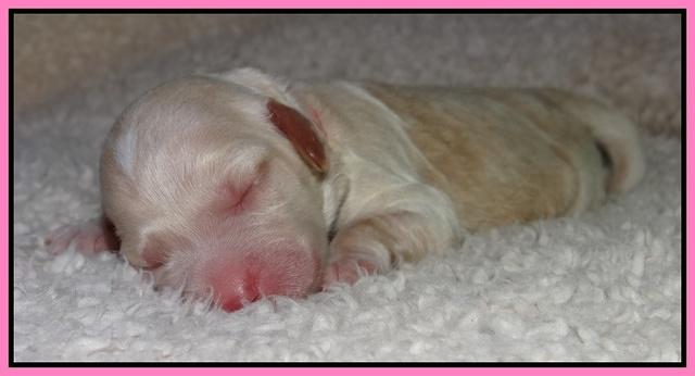 Paris Gus pups 1 day old 016