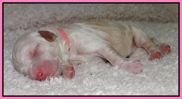 Paris Gus pups 1 day old 018