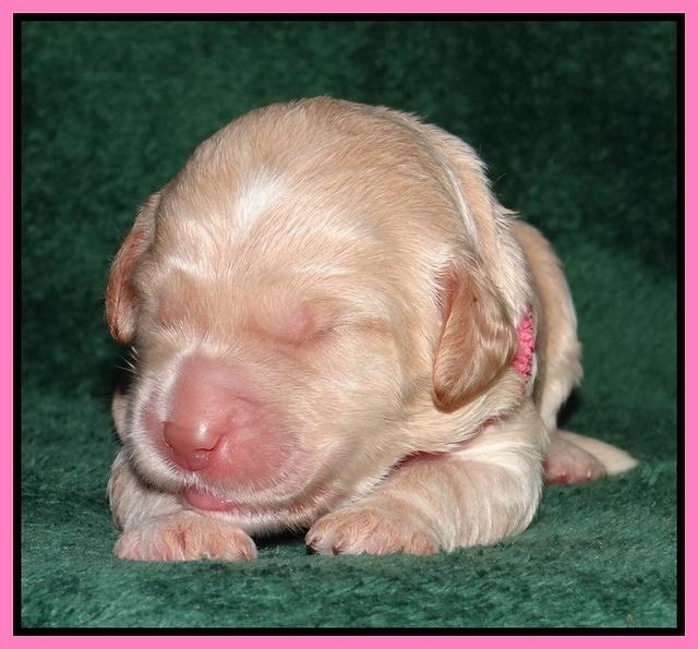Paris Gus pups 1 wk old 020