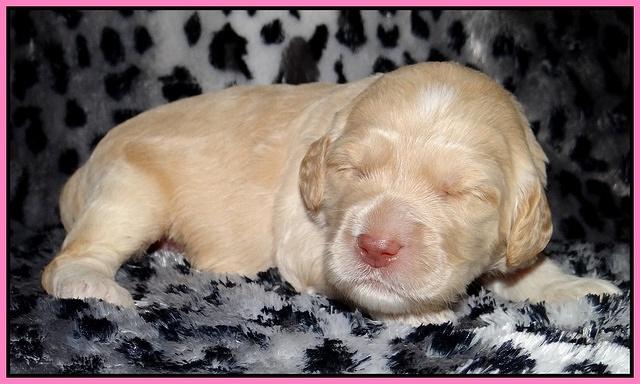 Paris Gus pups 2 wks old 039