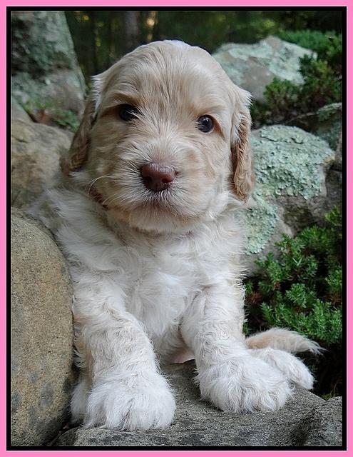 Paris Gus pups 4 wks old 014