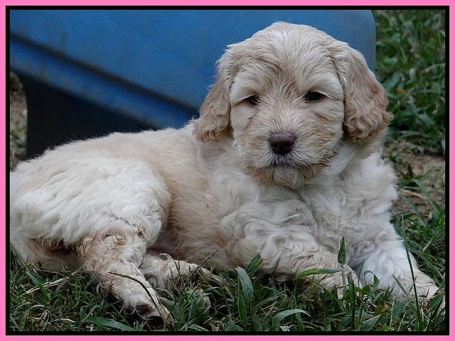 Paris Gus pups 5 wks old 101