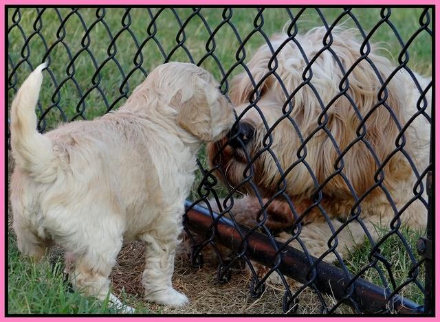 Paris Gus pups 5 wks old 131