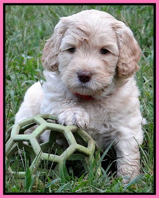 Paris Gus pups 5 wks old 91