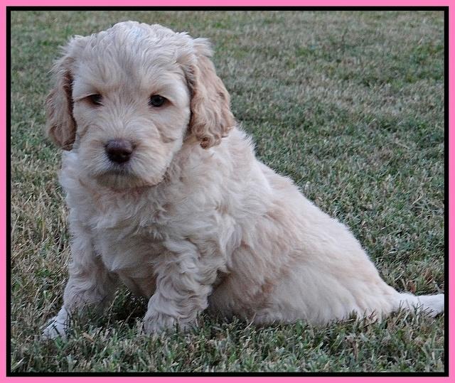 Paris Gus pups 6 wks old 22