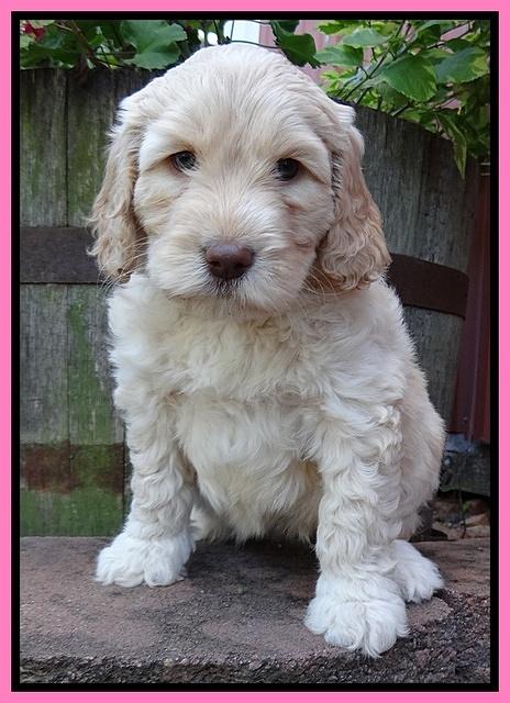 Paris Gus pups 6 wks old 63