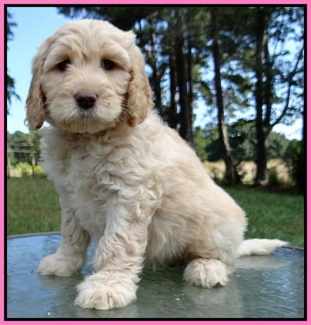 Paris Gus pups 7 wks old 51