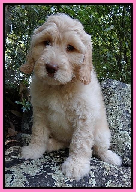 Paris Gus pups 8 wks old #3 022