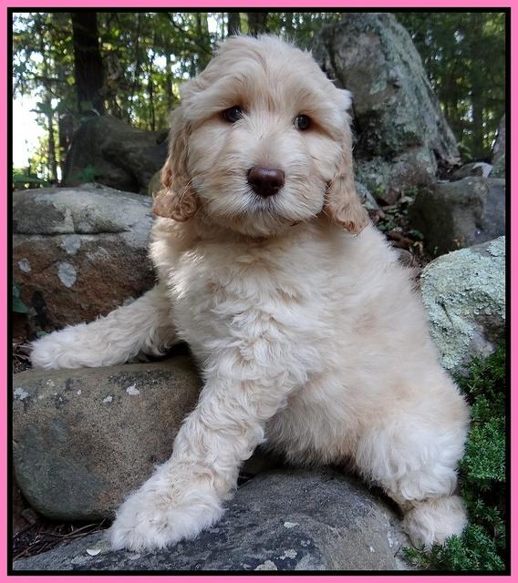 Paris Gus pups 8 wks old #4 010