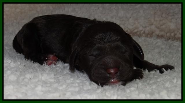 Paris Gus pups 1 day old 021