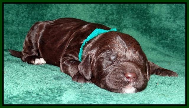 Paris Gus pups 1 wk old 029