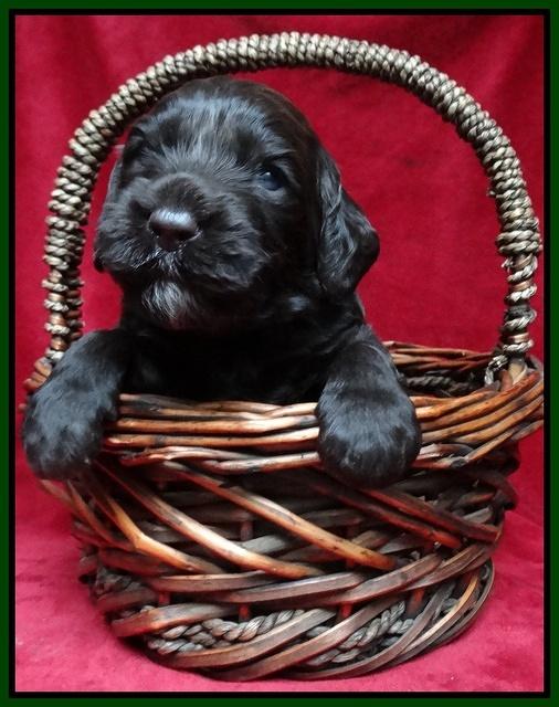 Paris Gus pups 3 wks old 071